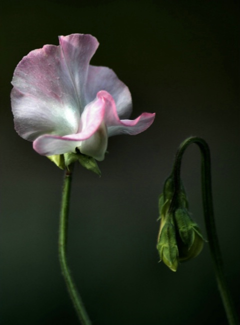 Sweet Pea Study