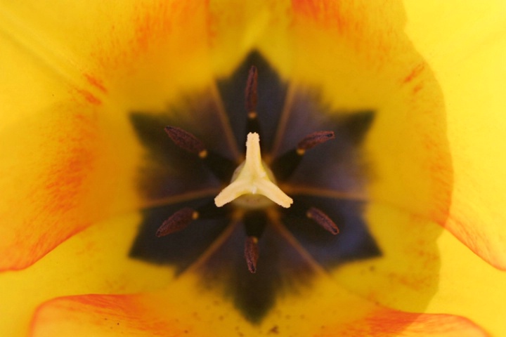 Center of Yellow and Red Tulip