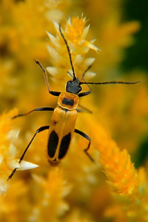 Yellow Beetle Harvesting