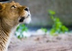 Lion Antwerp Zoo