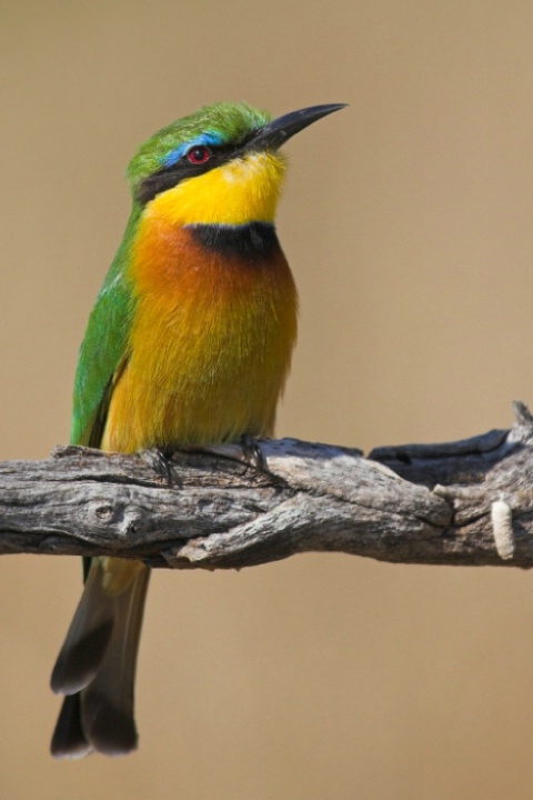 Little Bee-eater