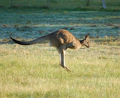 Mr. K. Roo - our resident kangaroo