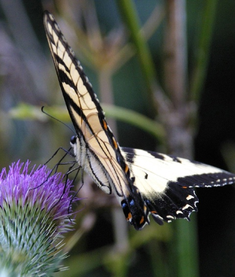 Appalachian Tiger Swallowtail