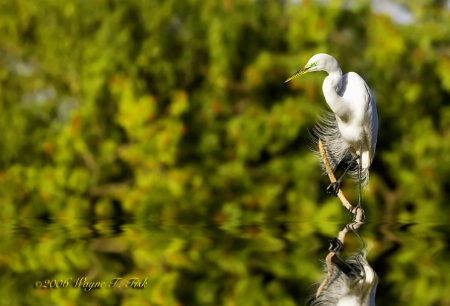 Precarious Egret