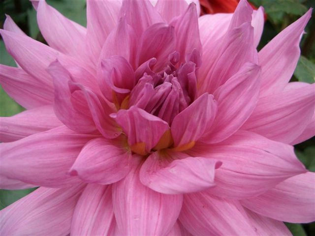 Pink Petals