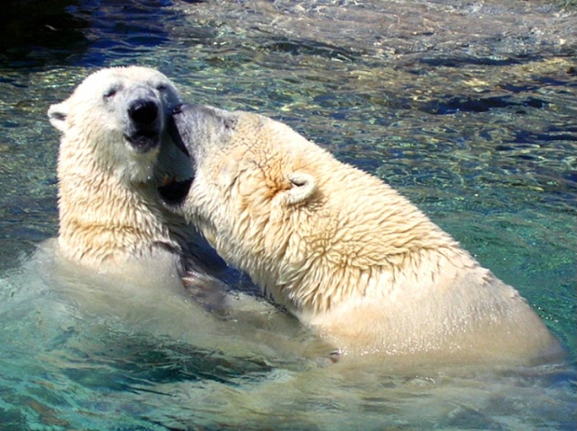 Cool Companions, Toronto Zoo