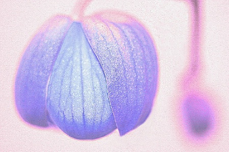 Colorful Orchid Drops