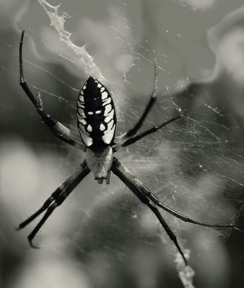come into my web.....said the spider - ID: 2578785 © Sibylle Basel