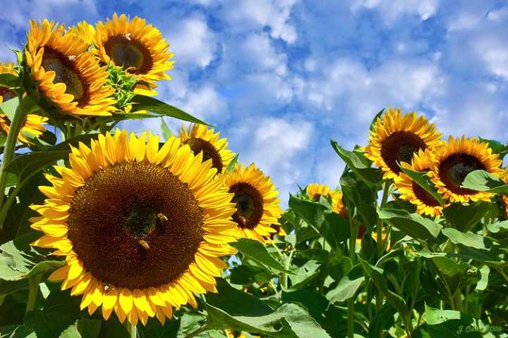 Sunflower Field