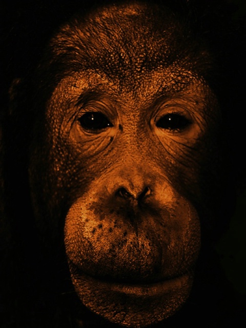 Marie the Orangutan
