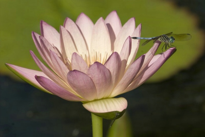 Waterlily with Dragonfly