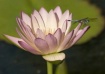 Waterlily with Dr...