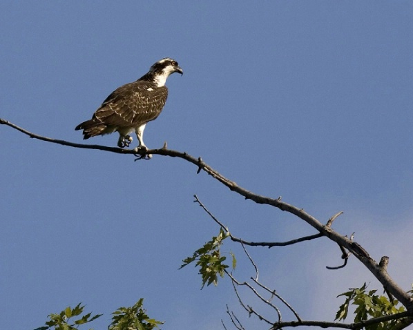 Osprey High Perch