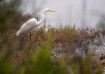 Egret, Devereux S...