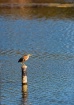 Green Heron, UCSB...