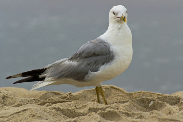 Seagull formal pose