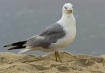 Seagull formal po...