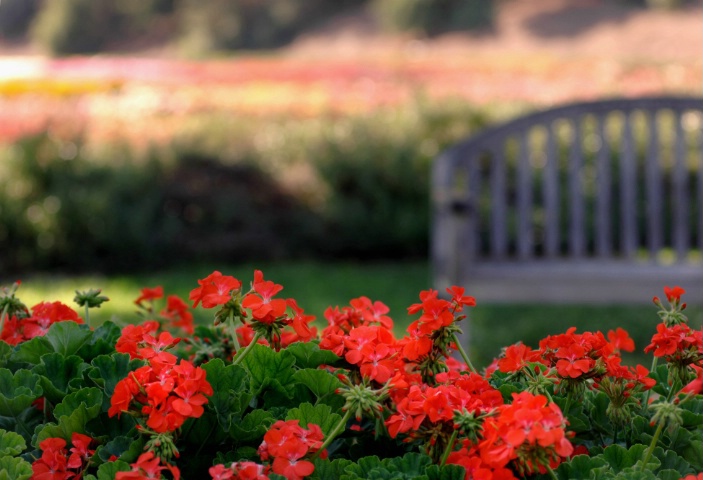 red with bench