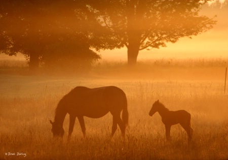 Hazy Morning Horses