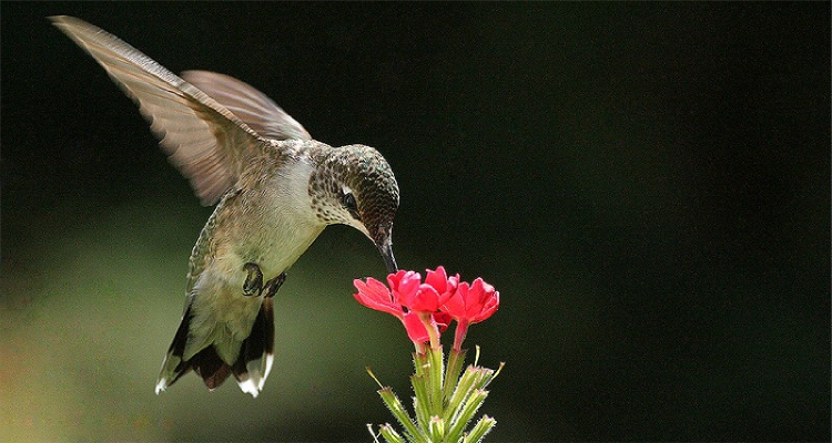 red flowers & hummer