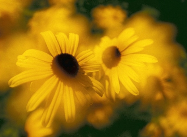 Yellow Daisies