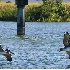 2Twin Pelicans - ID: 2585881 © John Tubbs