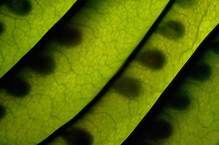 Snow Peas