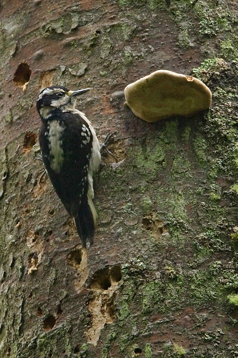 Hairy Woodpecker - ID: 2586707 © John Tubbs