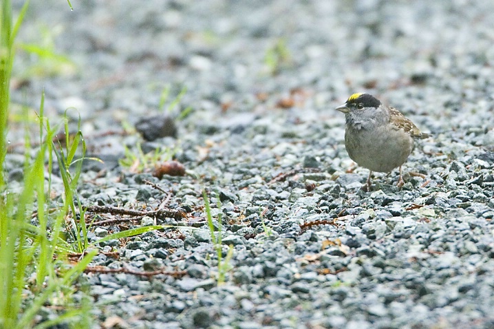 Golden Crowned Sparrow - ID: 2586710 © John Tubbs