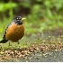 2American Robin - ID: 2586712 © John Tubbs