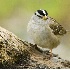 2White Crowned Sparrow - ID: 2586781 © John Tubbs