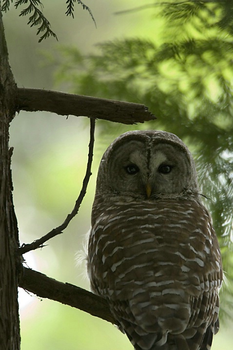 Barred Owl - ID: 2586782 © John Tubbs