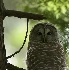 2Barred Owl - ID: 2586782 © John Tubbs