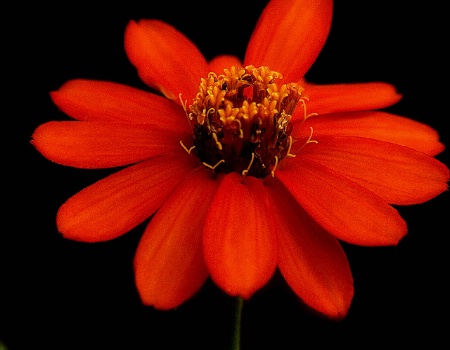 Orange Zinnia 2