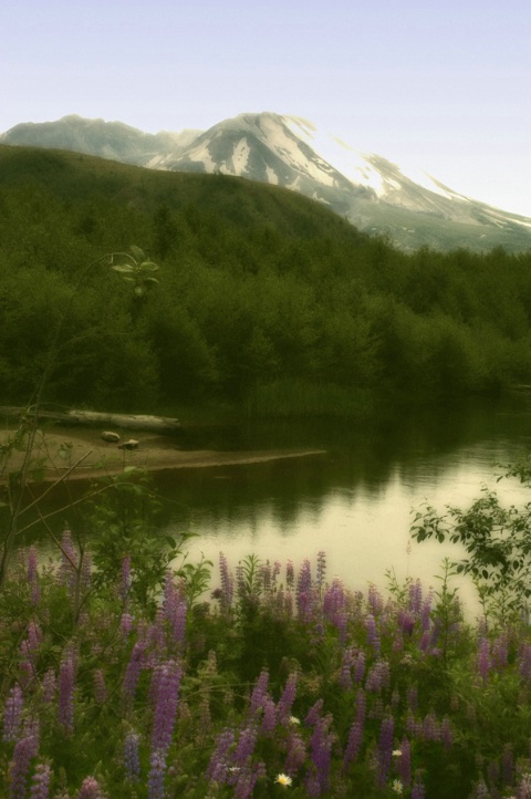 Beauty within Mt St Helens