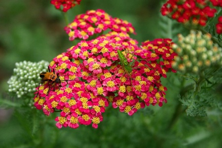 Fighting for Floral Territory