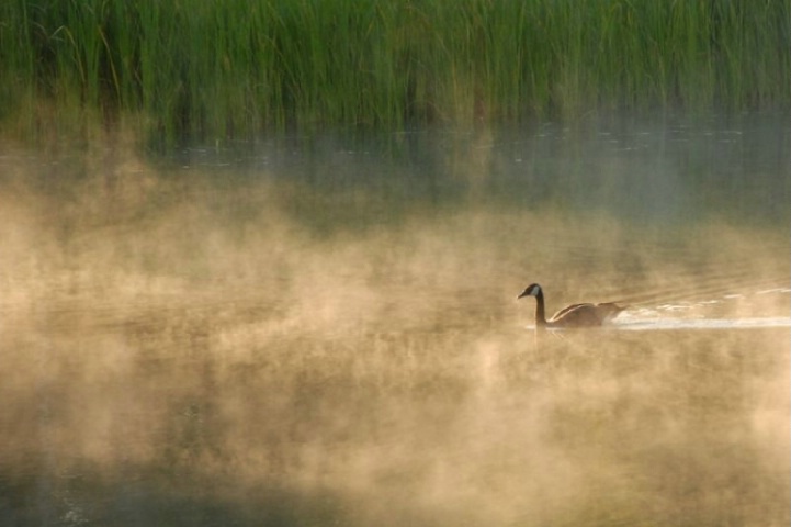 Lone Goose In The Morning Fog