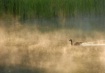 Lone Goose In The...