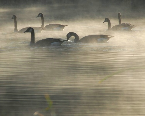 Geese In The Morning Fog