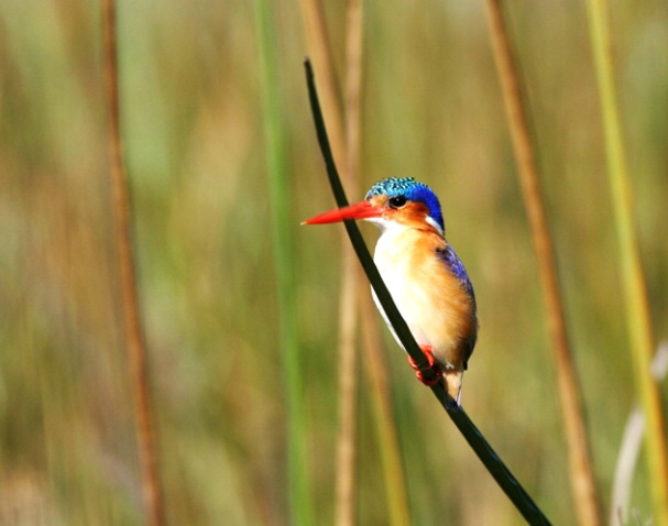 Malachite Kingfisher