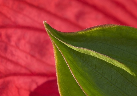 Bud with backlit petal