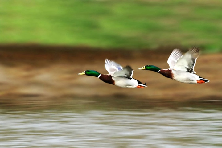 Blazing Mallard Speed