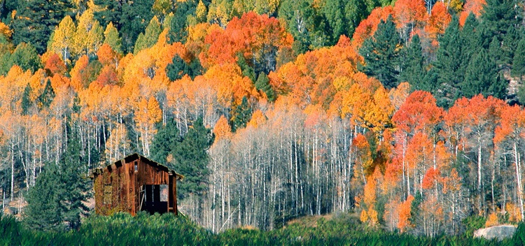Fall Trees & Desert Cabin