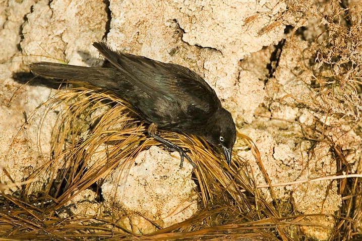 Brewer's Blackbird Hunting...Flies - ID: 2595914 © John Tubbs