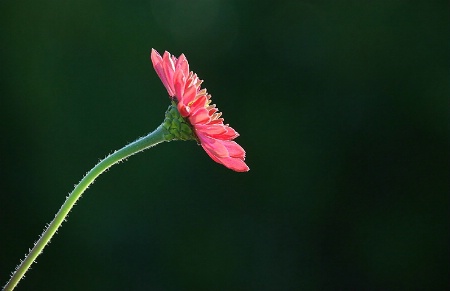 Zinnia