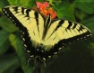 Swallowtail (II)