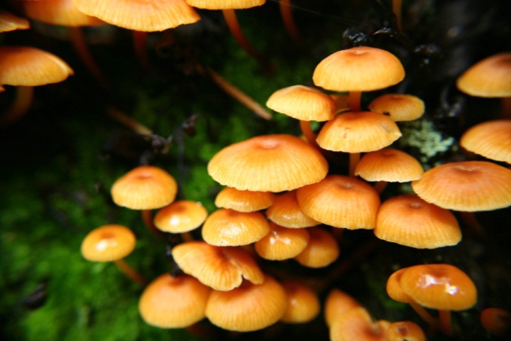 orange mushroom II