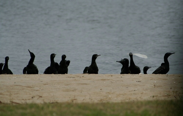 The Shags Offer The Seagulls A Truce