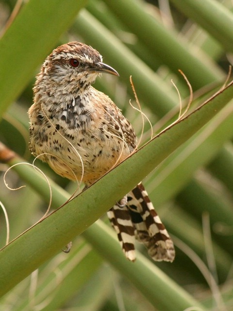 Cactus Wren