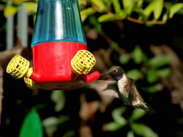 Black-chinned